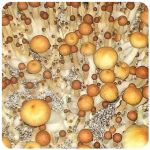 Псилоцибиновые (галлюциногенные)  грибы Psilocybin "Golden Teacher" в Истре